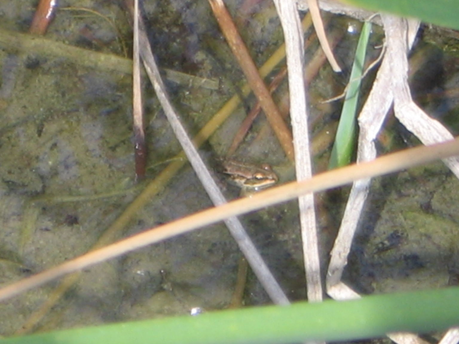 Neometamorfosato di quest''anno??? Pelophylax sp.